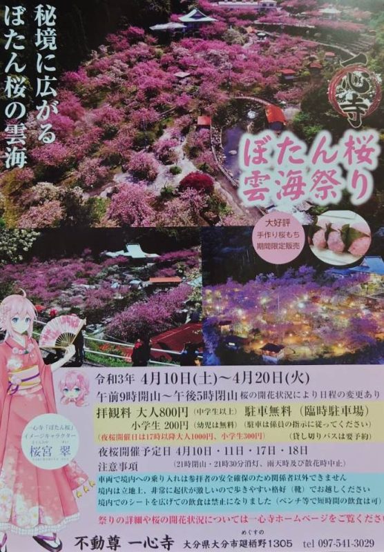 大分県にある一心寺さん ぼたん桜雲海祭り 開催 三萩野バッティングセンター